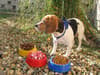 Promotional Dog bowl variant 3