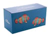 Custom double mug box variant 2
