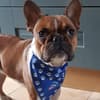 Custom Branded Dog Bandana variant 9