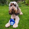 Custom Branded Dog Treat Bag variant 5