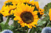 Promotional Sunflower Seeds In Envelope variant 5
