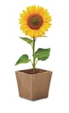 Promotional Sunflower Growing Kit variant 3