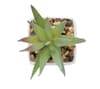 Promotional Mini Artificial Plant variant 3