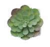 Promotional Mini Artificial Plant variant 3