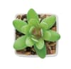 Promotional Mini Artificial Plant variant 3
