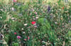Promotional Flowers Mix Seeds In Envelope variant 3