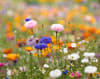 Branded Recycled A4 Wildflower Seed Paper Sheet variant 4