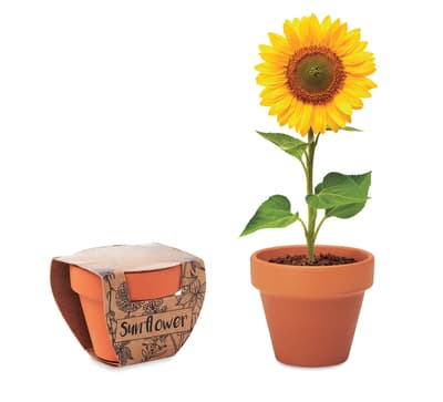 Terracotta Pot 'sunflower'
