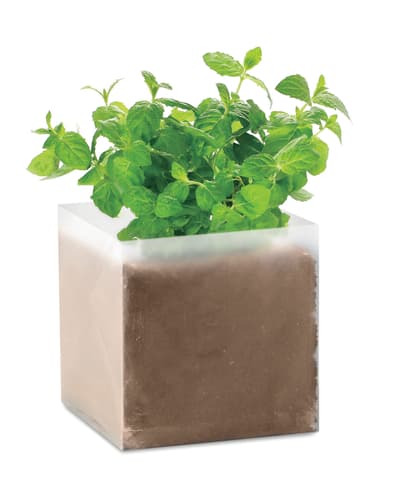 Compost With Seeds "mint"