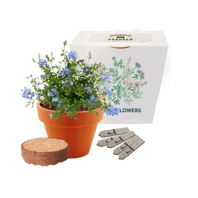 Express Clay Pot Seed Gardens