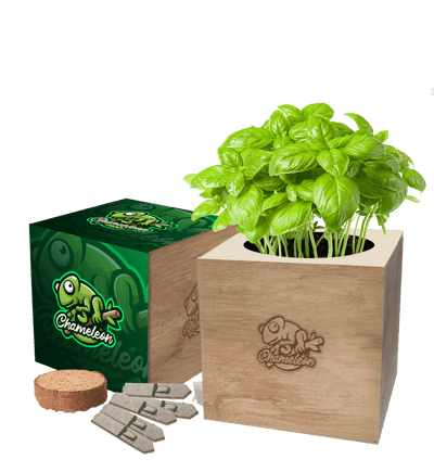 Desktop Cube Seed Gardens