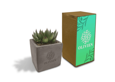 Concrete Succulent