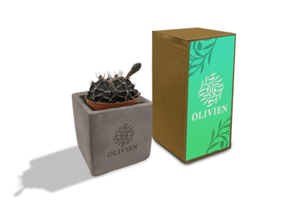 Concrete Cacti