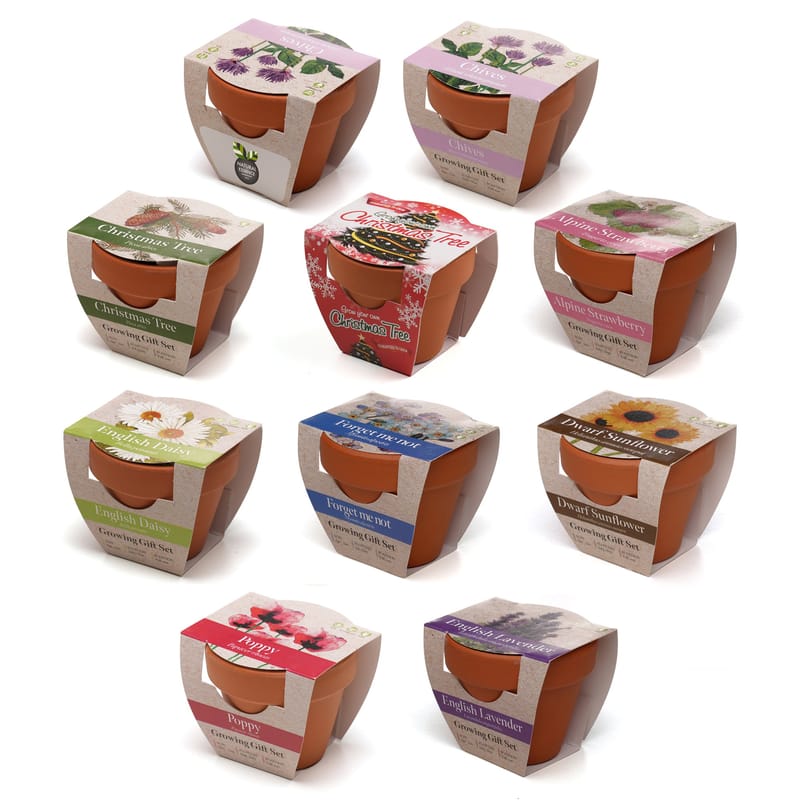 Promotional Standard Growing Gift with Mini Terracotta Pot