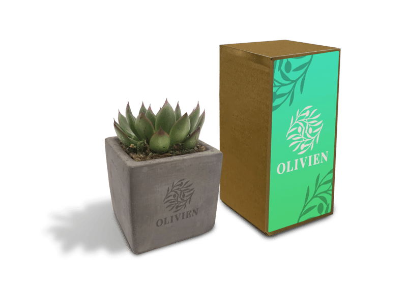 Concrete Succulent