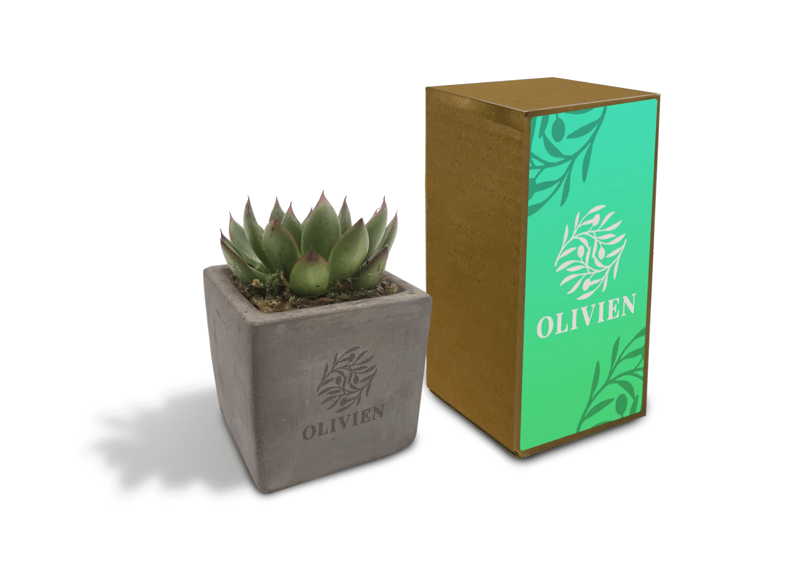 Concrete Succulent