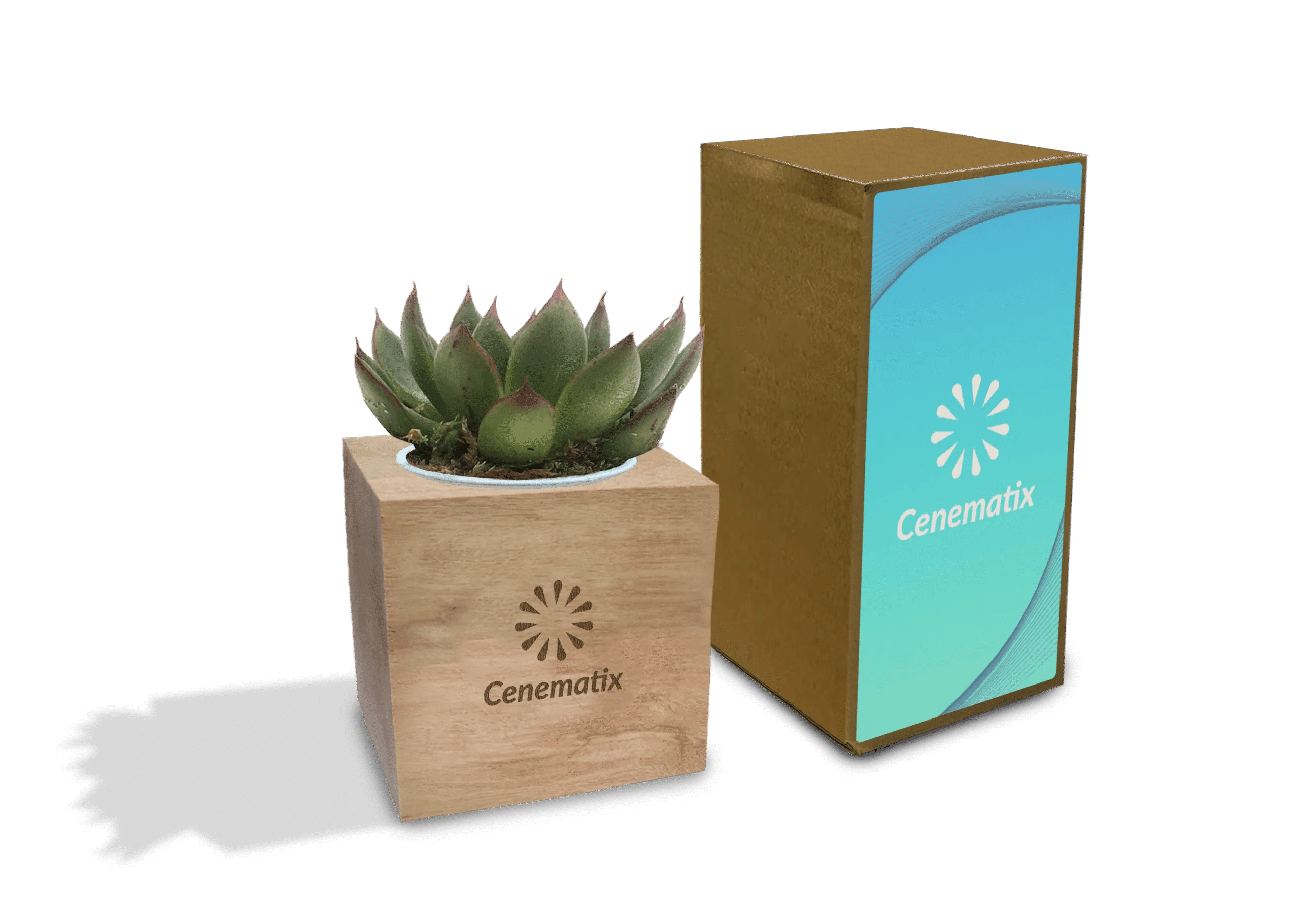 Wooden Succulent