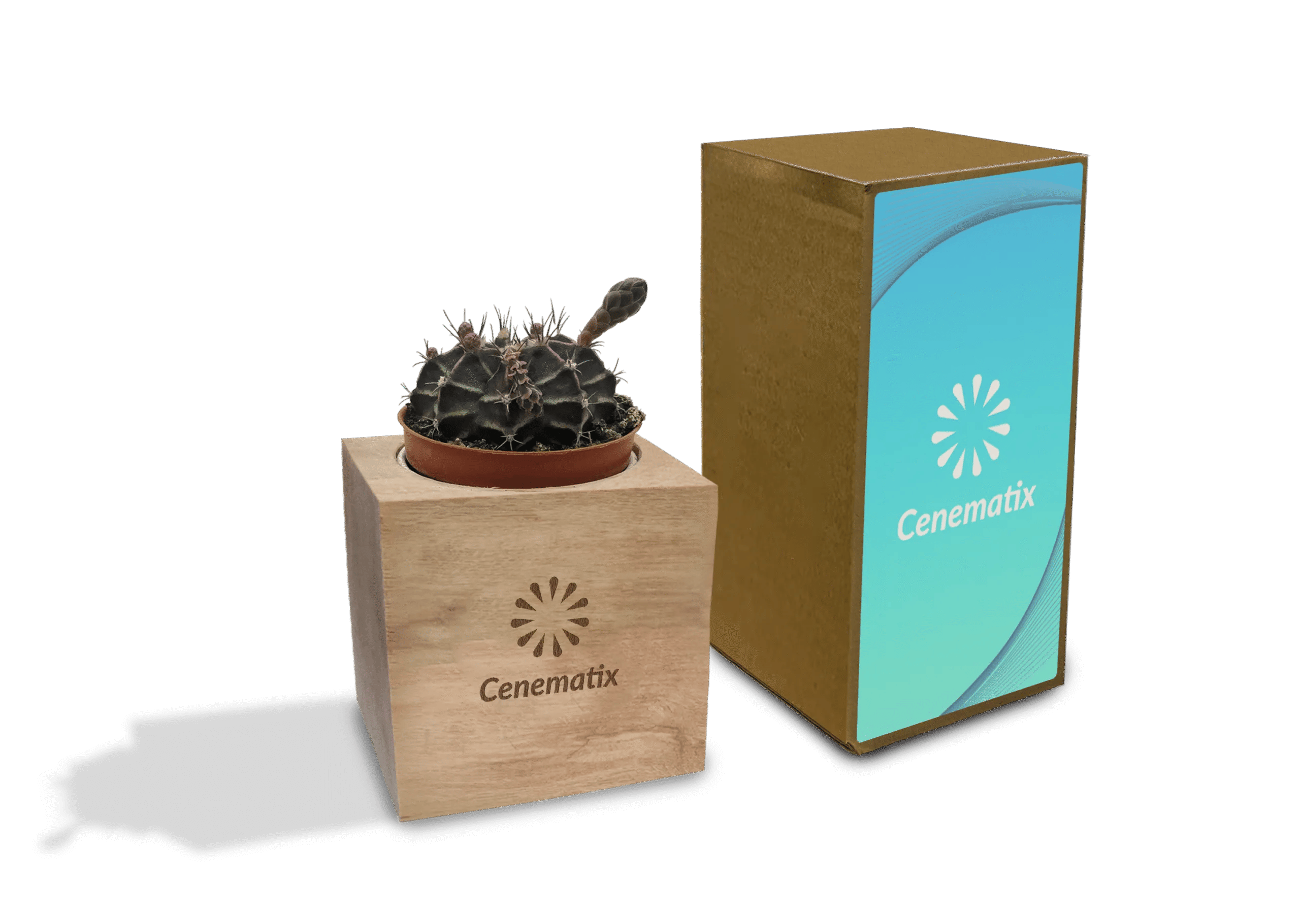 Wooden Cacti